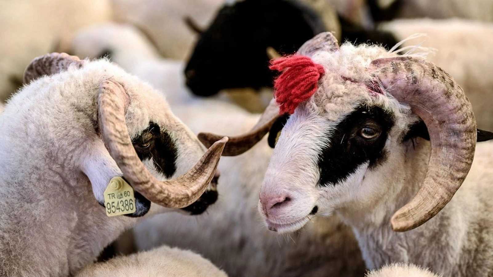 Syria Sacrificial Offering