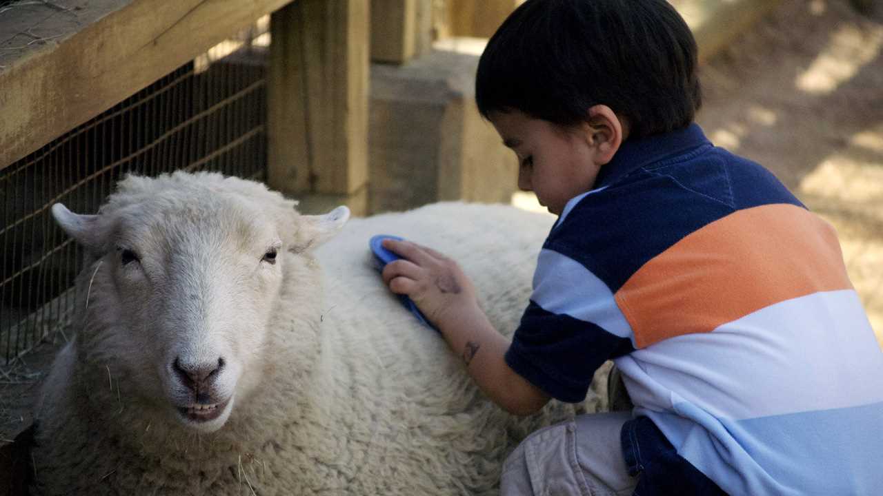 Qurbani (Wajib / Türkiye)