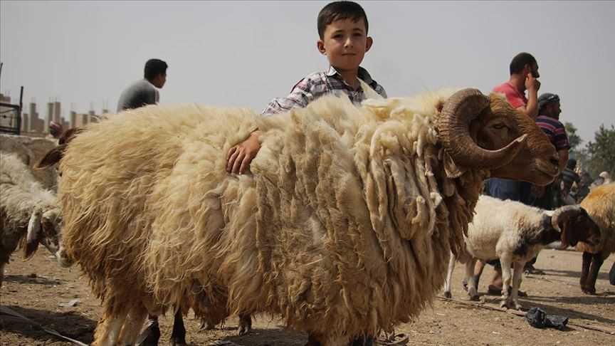 Qurbani (Wajib / Syria)